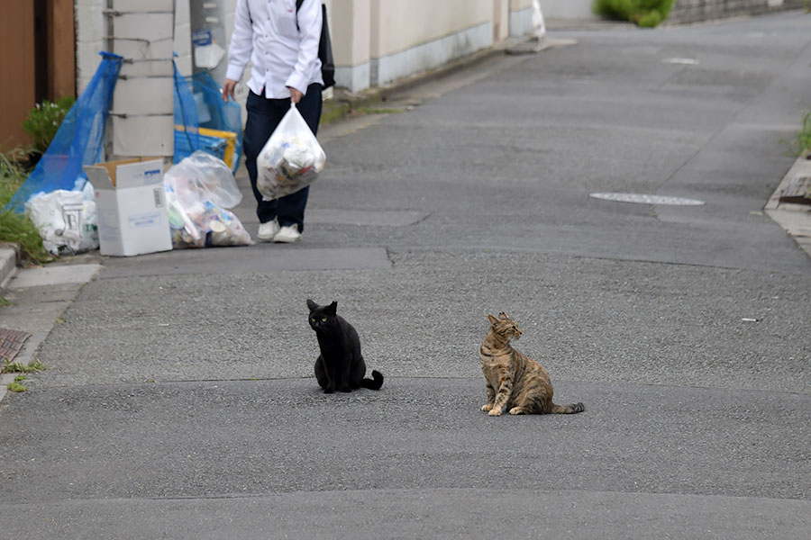 街のねこたち