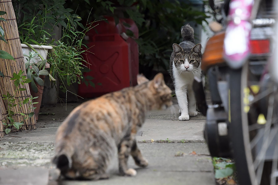 街のねこたち