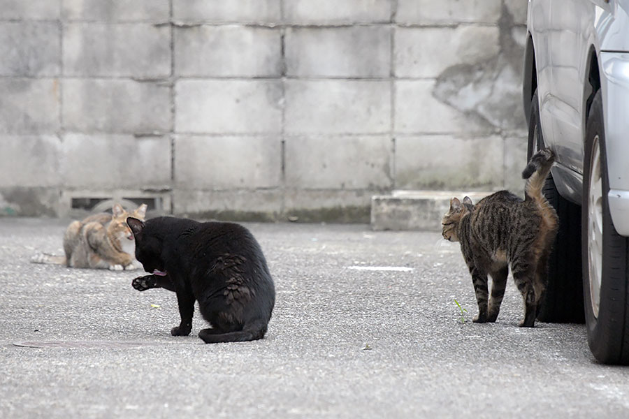 街のねこたち