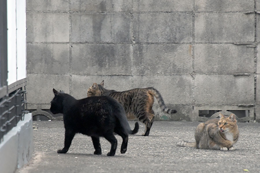 街のねこたち