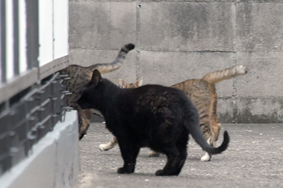 街のねこたち