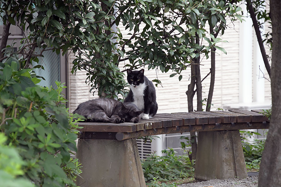 街のねこたち