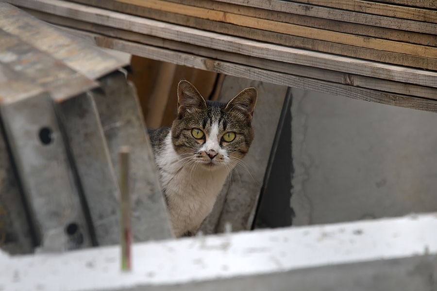 街のねこたち