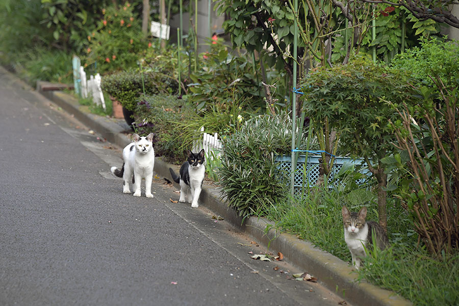 街のねこたち