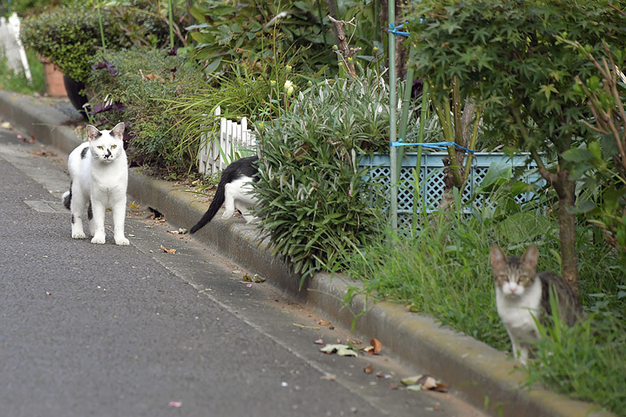 街のねこたち