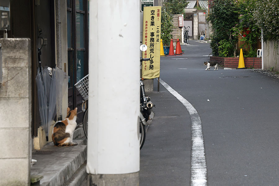 街のねこたち