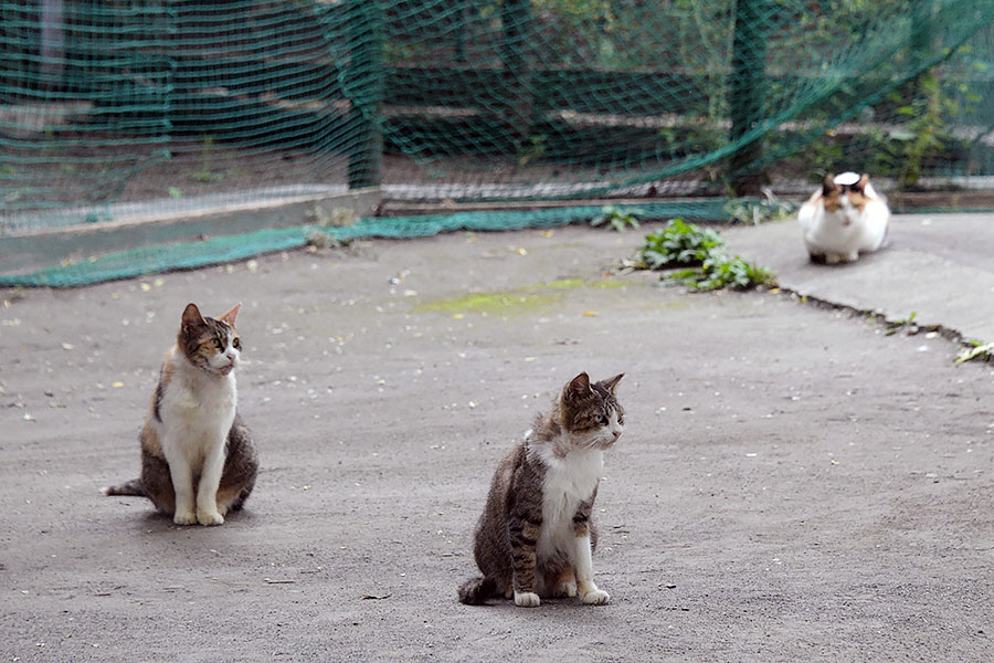 街のねこたち