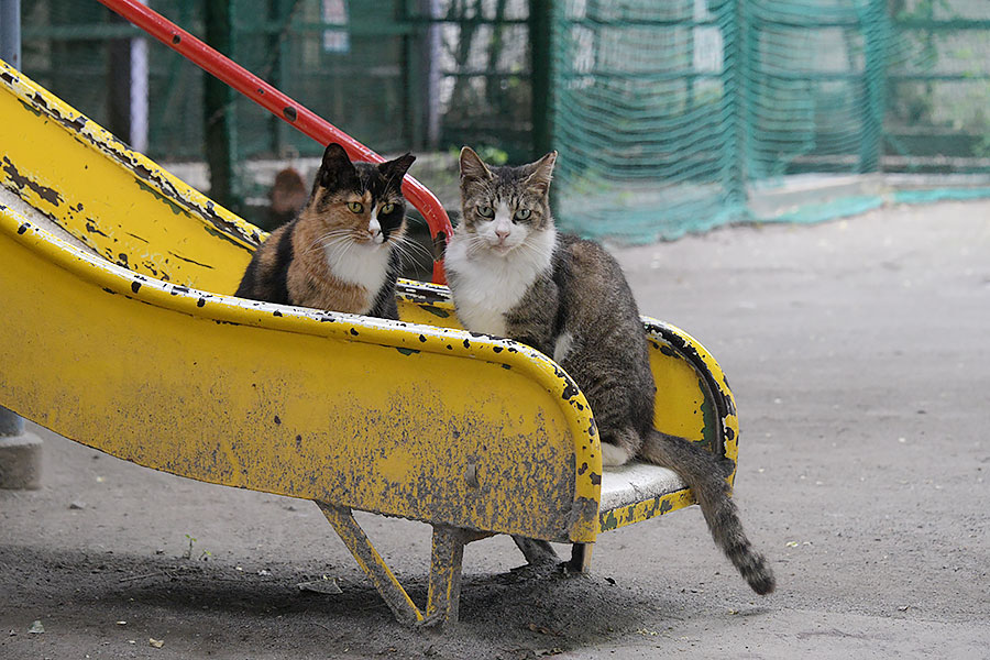 街のねこたち