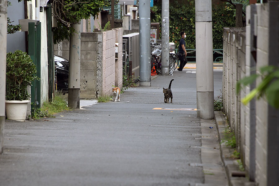 街のねこたち