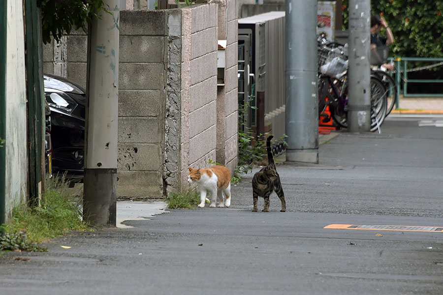 街のねこたち