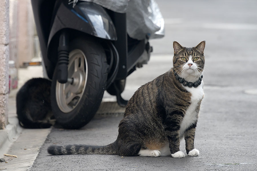 街のねこたち