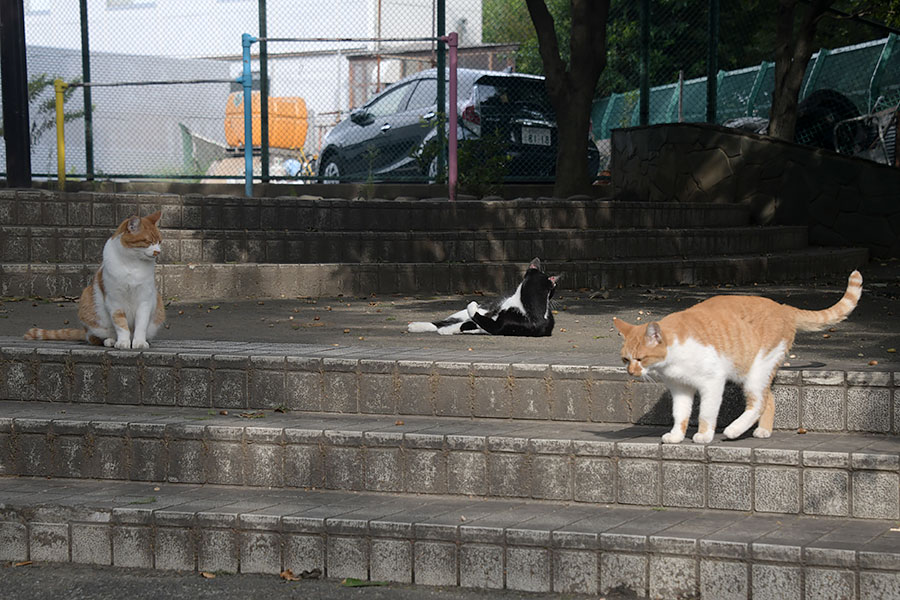 街のねこたち