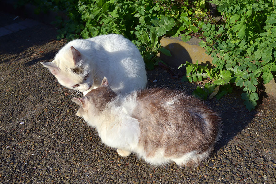 街のねこたち