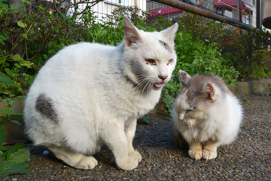 街のねこたち