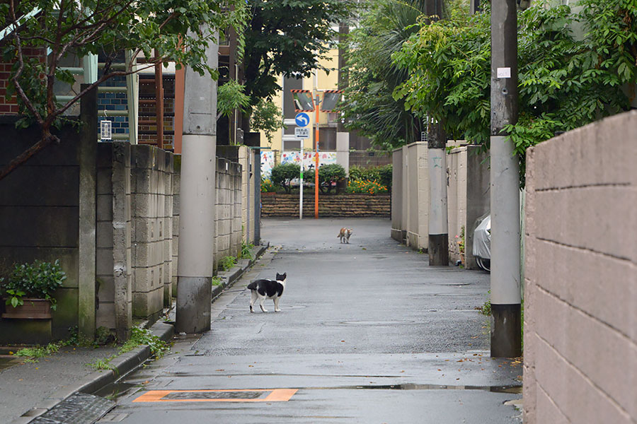 街のねこたち