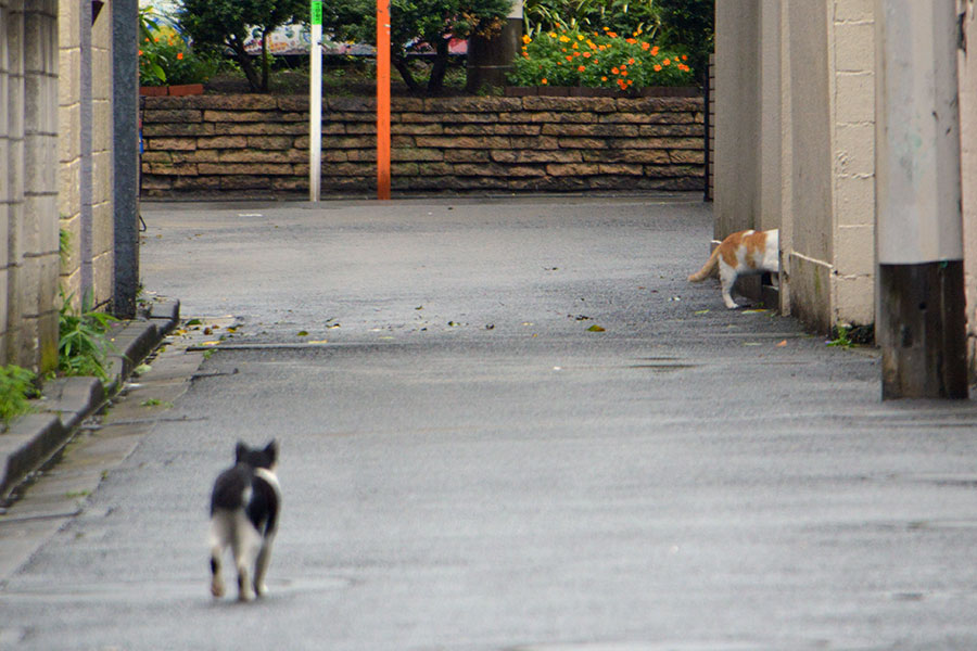 街のねこたち