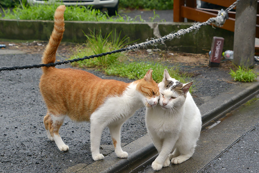 街のねこたち