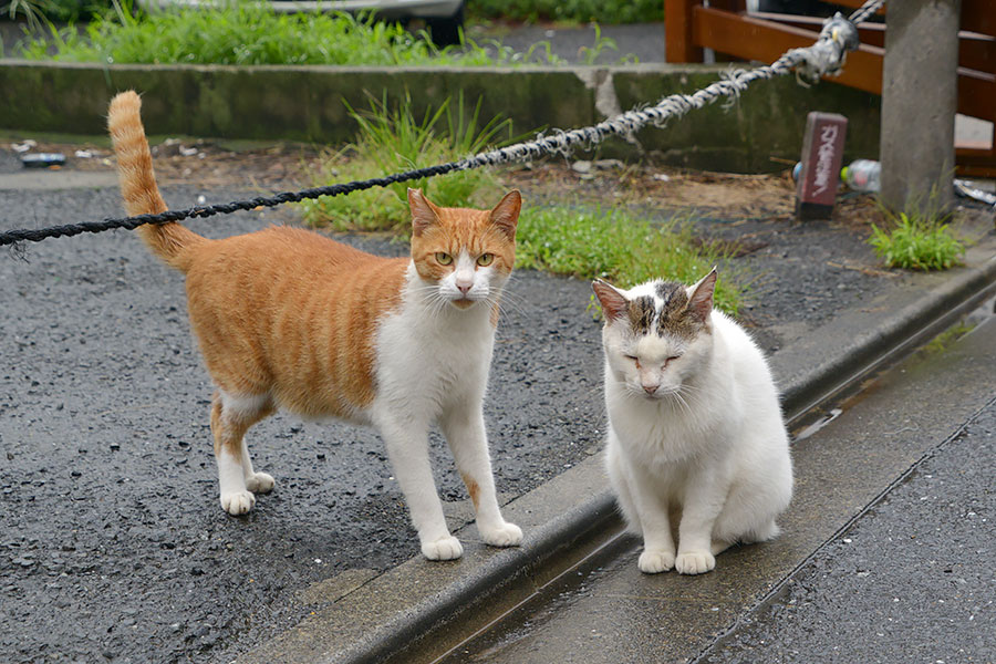 街のねこたち