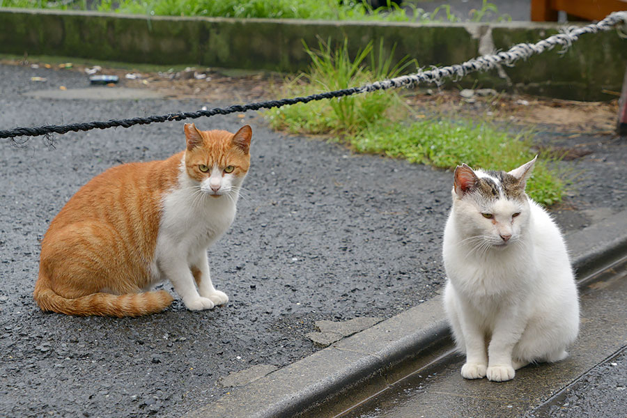 街のねこたち