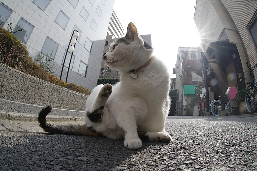 街のねこたち