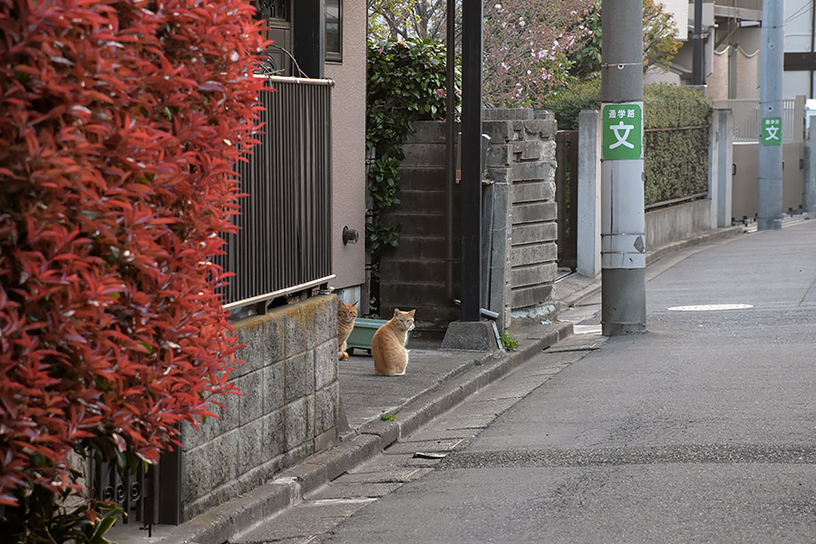 街のねこたち