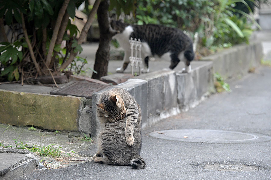 街のねこたち