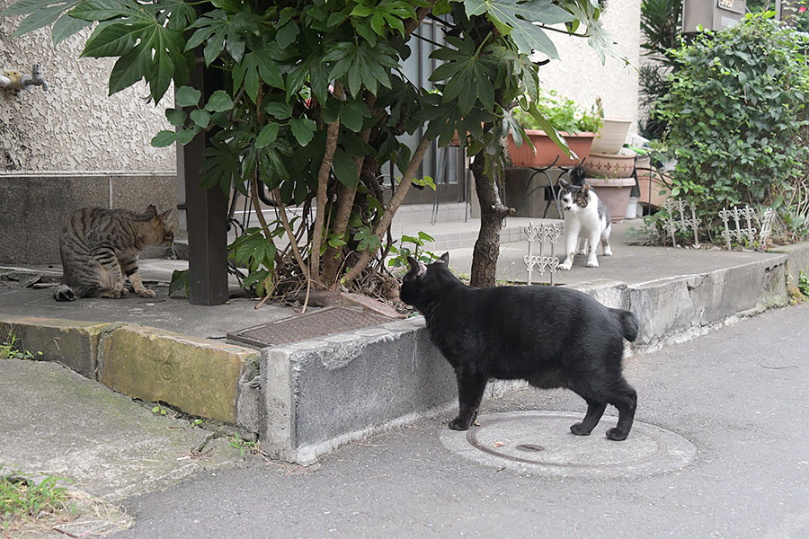 街のねこたち