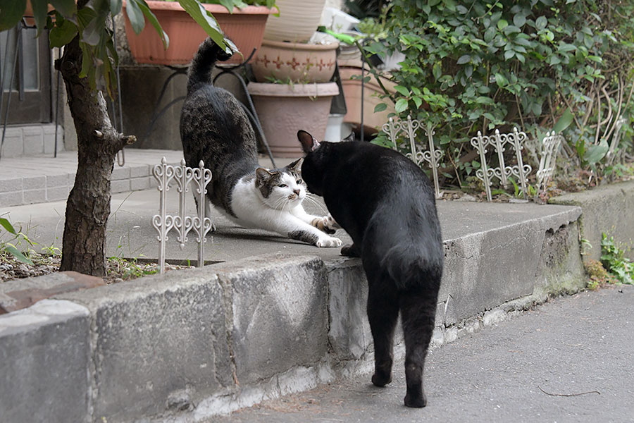 街のねこたち