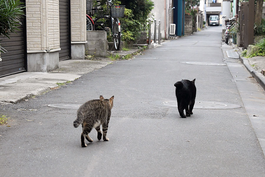 街のねこたち