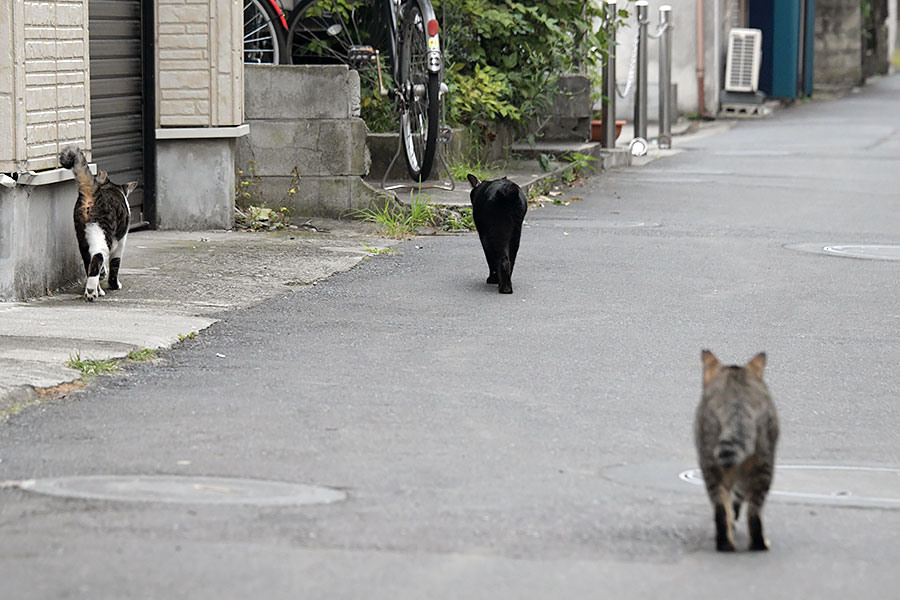 街のねこたち