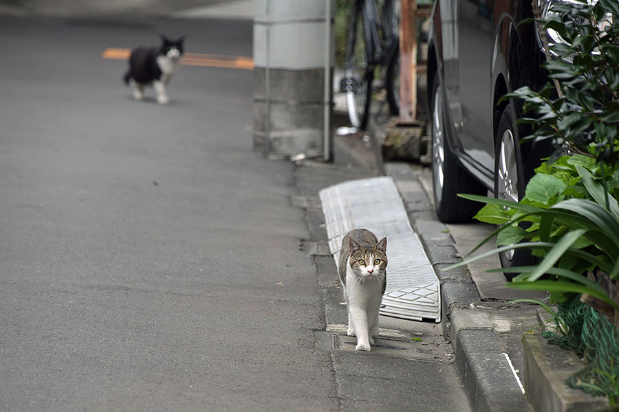 街のねこたち