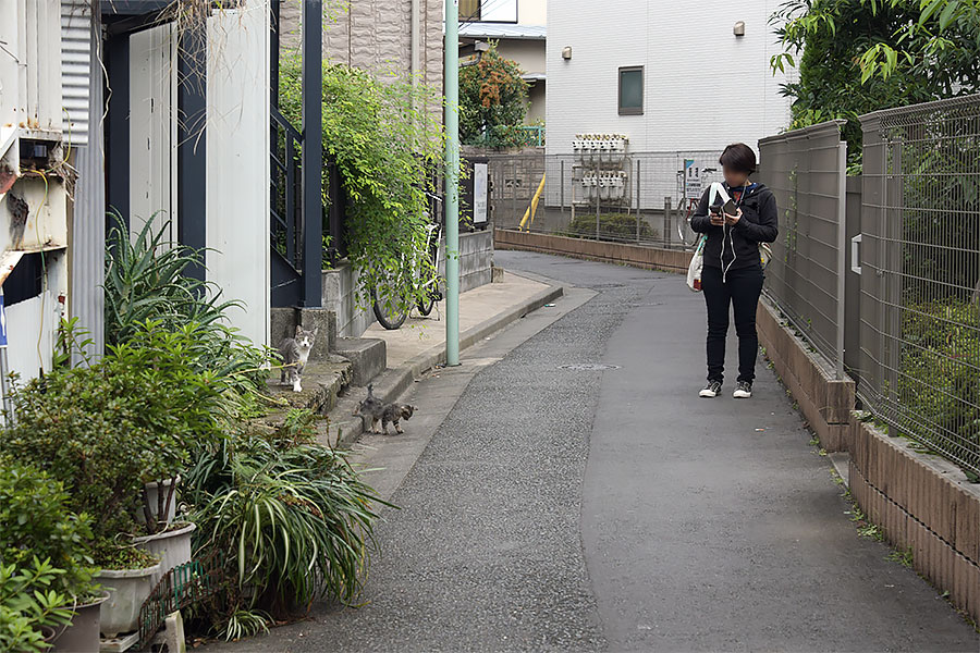 街のねこたち