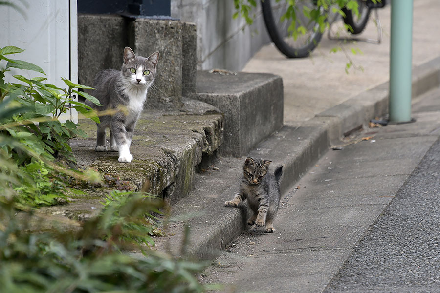 街のねこたち