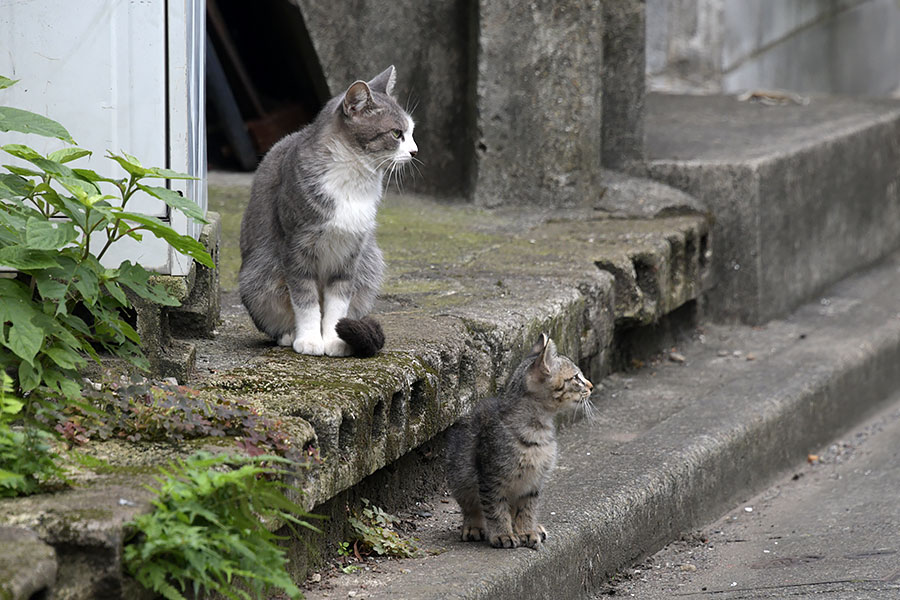 街のねこたち