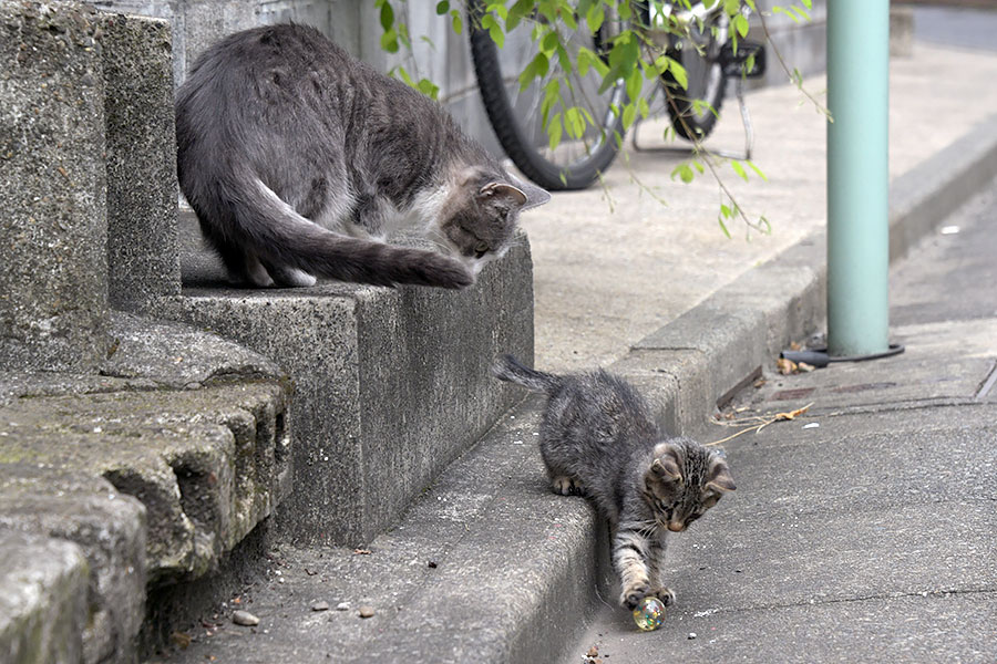 街のねこたち