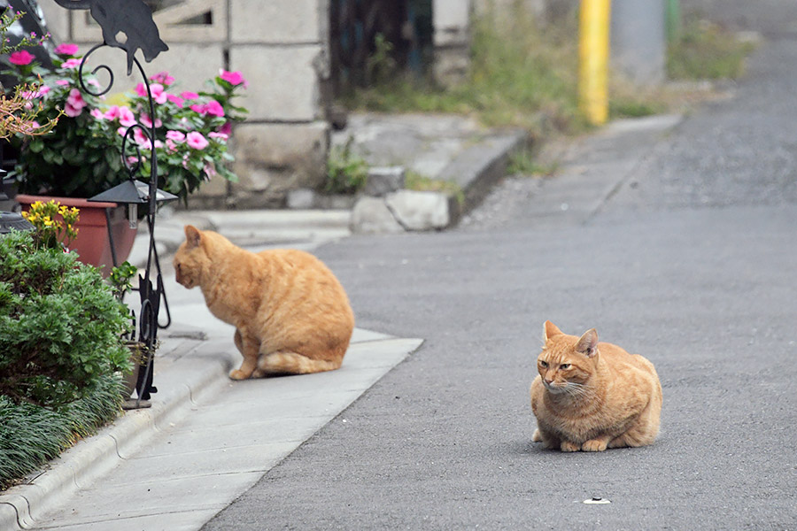 街のねこたち