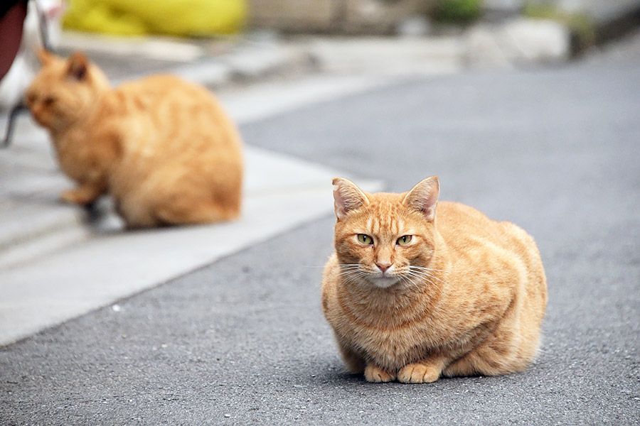 街のねこたち