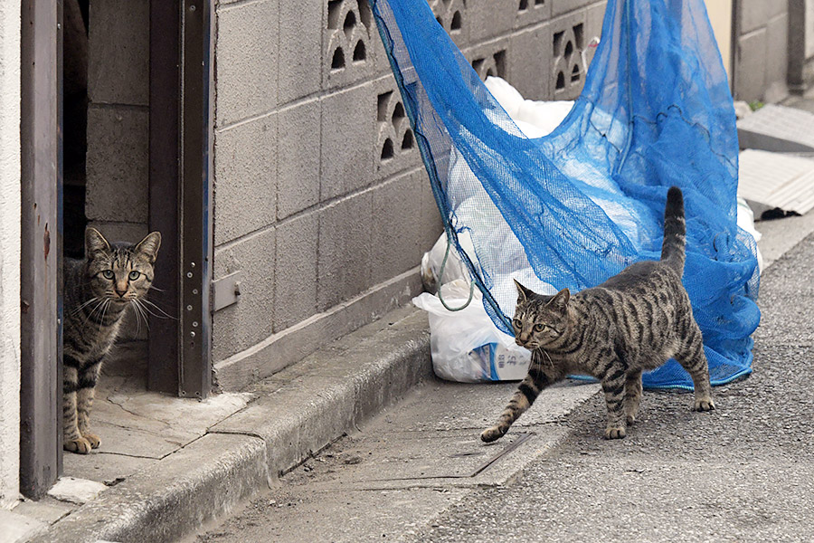 街のねこたち