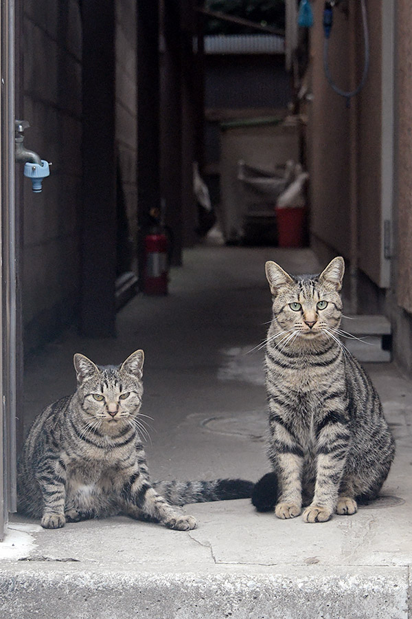 街のねこたち