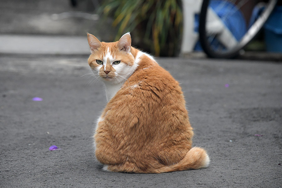 街のねこたち