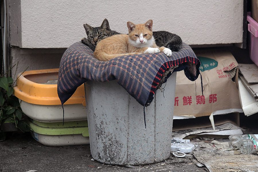 街のねこたち