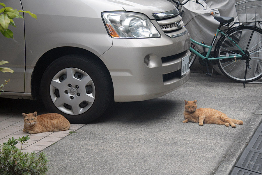 街のねこたち