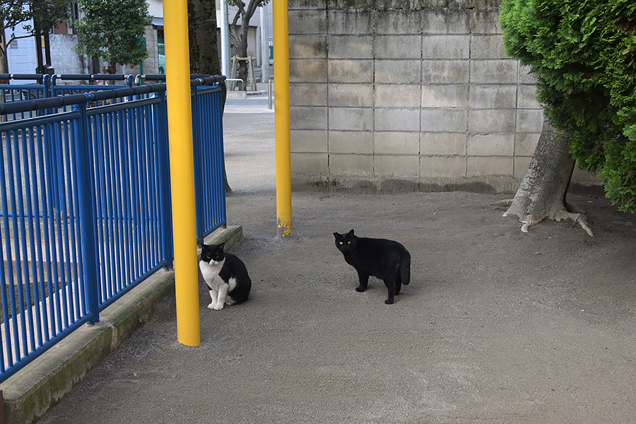 街のねこたち