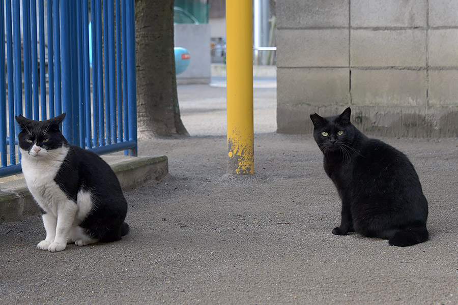 街のねこたち