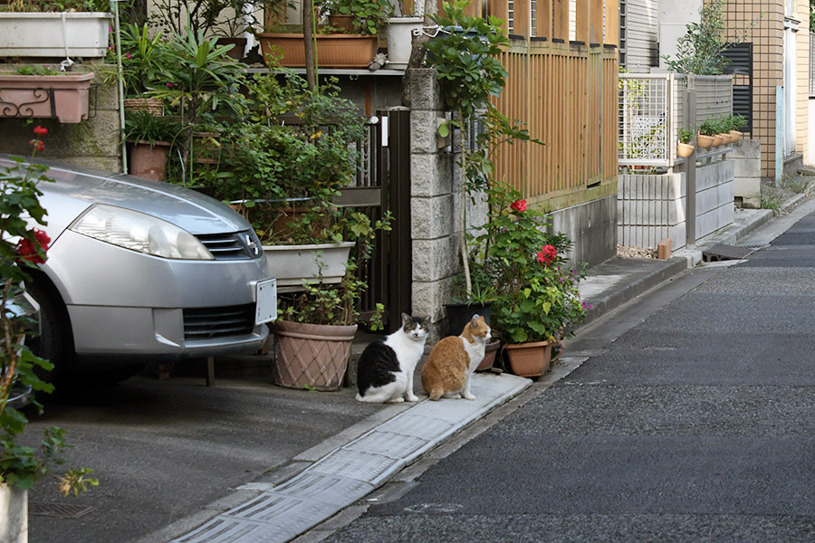 街のねこたち