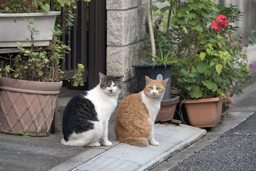 街のねこたち