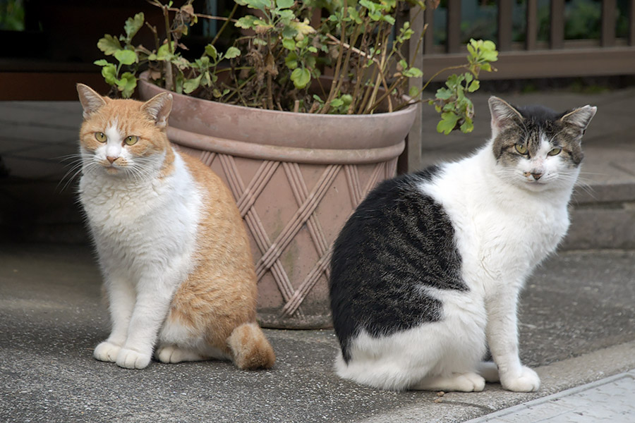 街のねこたち