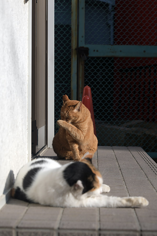 街のねこたち