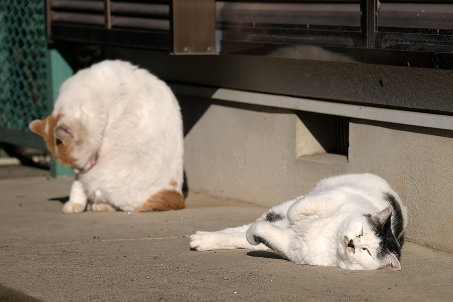 街のねこたち