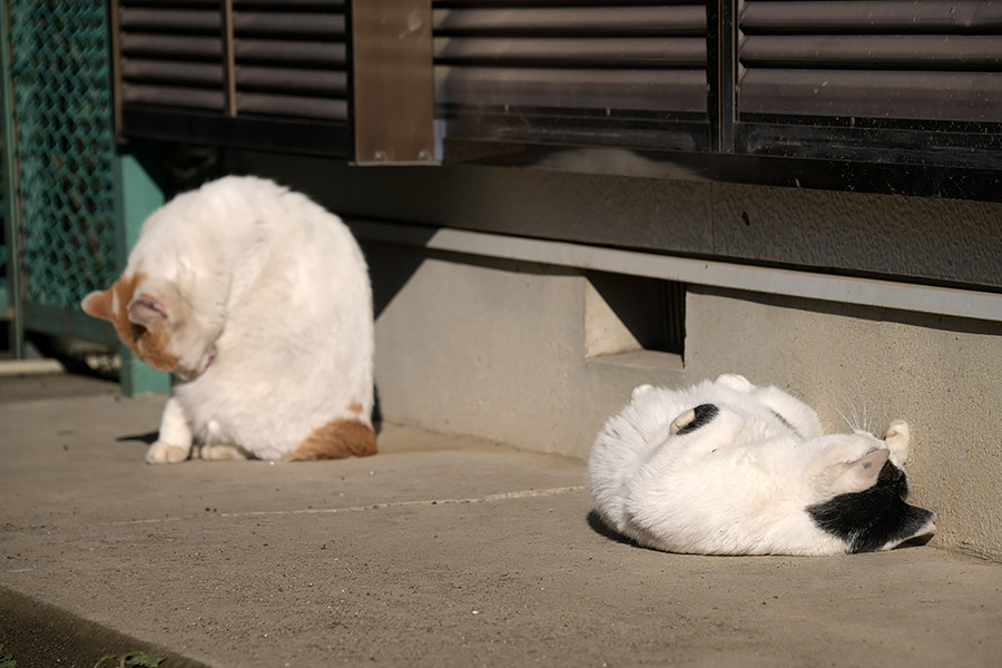 街のねこたち